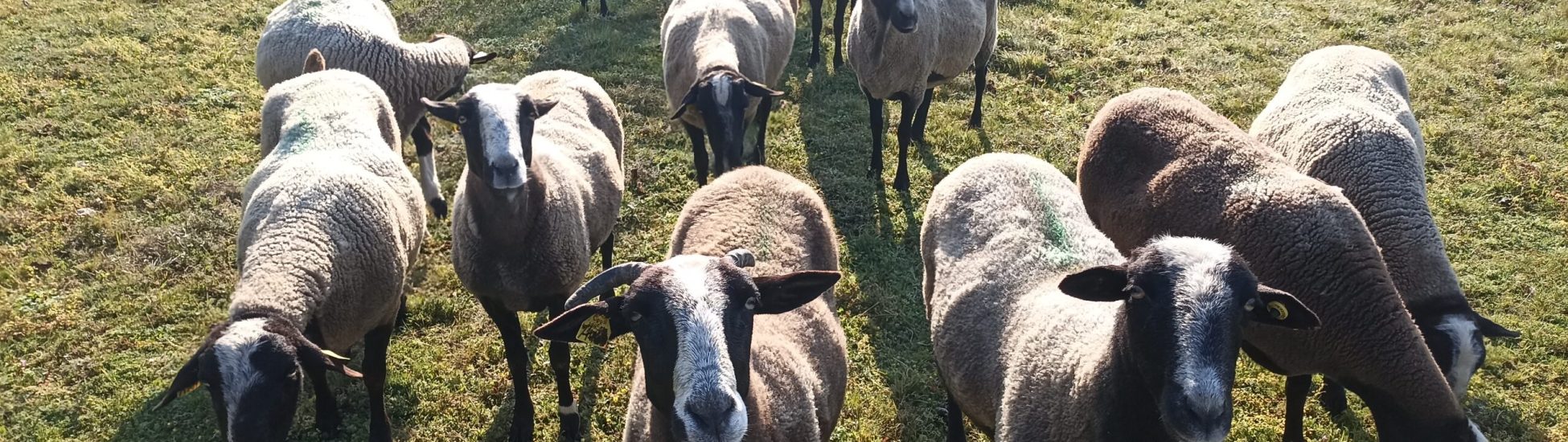 Nos moutons Bizet