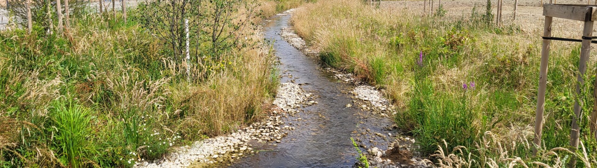 ruisseau du turitin après restauratin et végétalisation